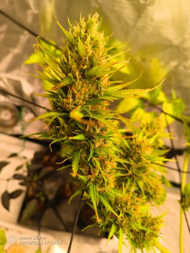 Future #1 Cannabis Seeds photo review