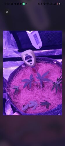 Future #1 Cannabis Seeds photo review