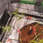 Future #1 Cannabis Seeds photo review