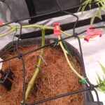 Future #1 Cannabis Seeds photo review
