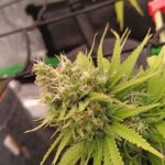Future #1 Cannabis Seeds photo review