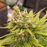 Future #1 Cannabis Seeds photo review