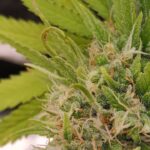 Future #1 Cannabis Seeds photo review