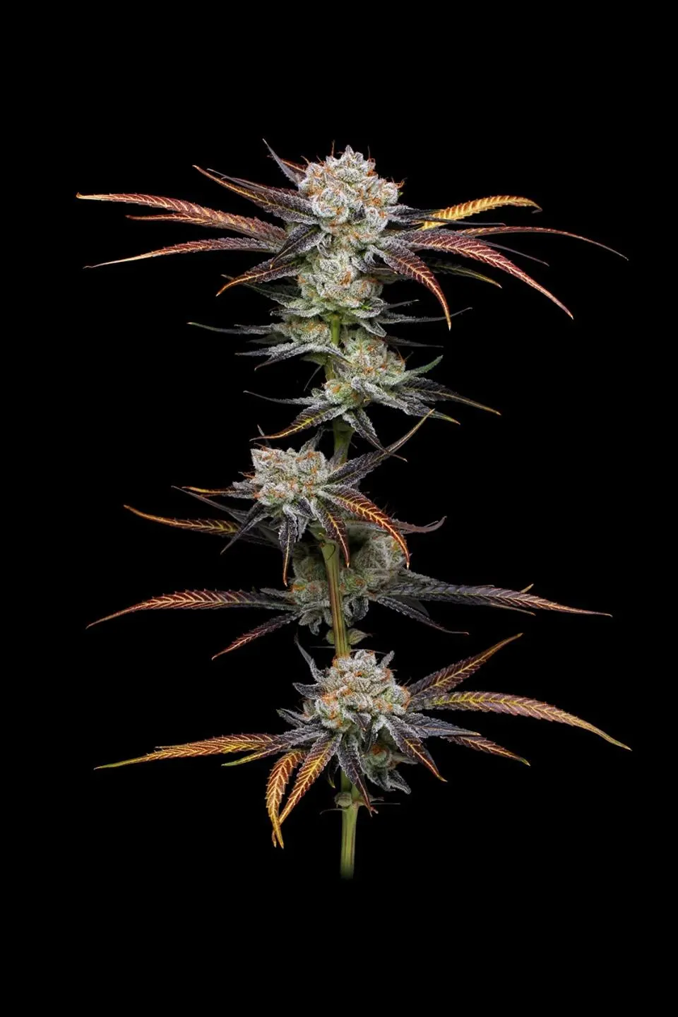 SIGMA SEEDS closeup cannabis bud