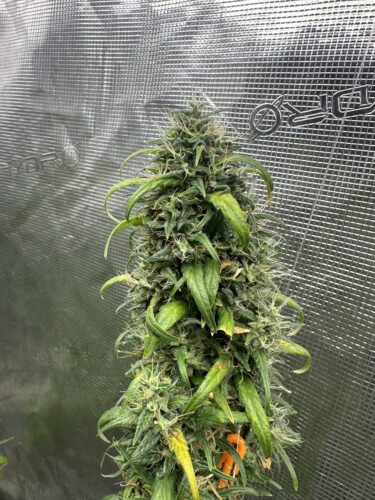 Future #1 Cannabis Seeds photo review