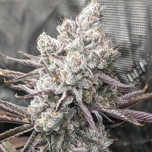 Future #1 Cannabis Seeds photo review
