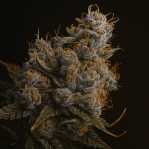 Future #1 cannabis trichome close-up — GG4 Starfighter F2 resin production