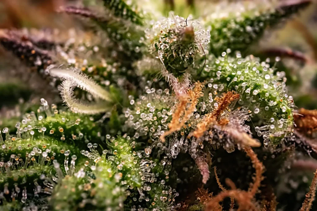 Extreme close-up of cannabis trichomes showing resin gland development — key indicator in phenotype selection | Sigma Seeds Australia