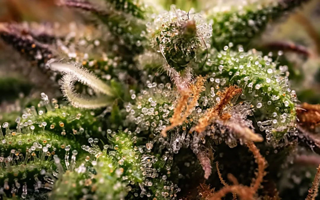What Is Phenohunting? The Practice Behind Collector-Grade Cannabis in Australia