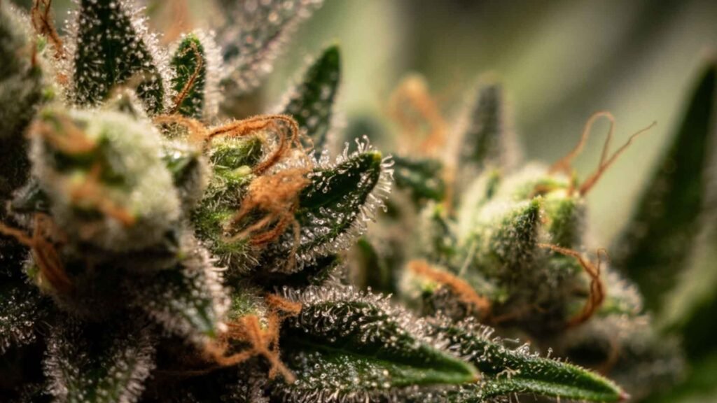 Close-up macro of cannabis trichomes — the glands responsible for terpene and cannabinoid production | Sigma Seeds Australia