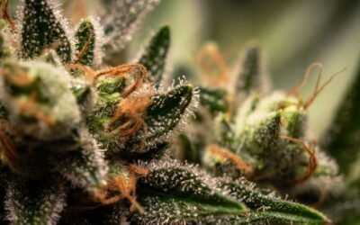 The Terpene Guide: How to Read a Cannabis Strain Like a Connoisseur