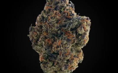 What Are Exotic Cannabis Strains? (And Why It Matters in 2026)