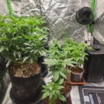 Permanent Marker Cannabis Seeds photo review