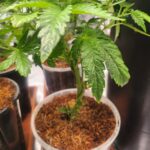 Permanent Marker Cannabis Seeds photo review