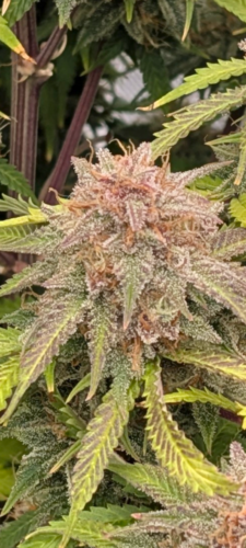 Auto RS11 Cannabis Seeds photo review