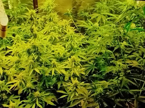 Auto RS11 Cannabis Seeds photo review