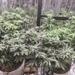 Auto Future #1 Cannabis Seeds photo review