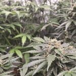 Auto Future #1 Cannabis Seeds photo review