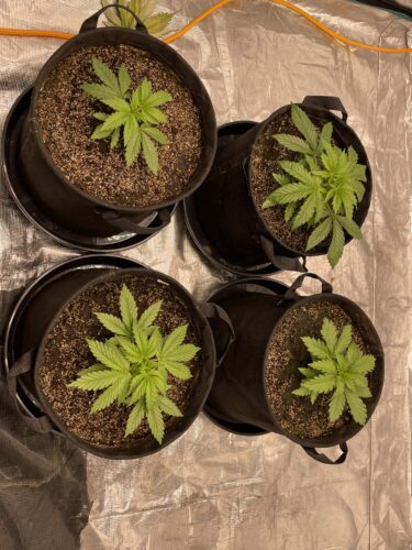 MAC 1 Cannabis Seeds photo review