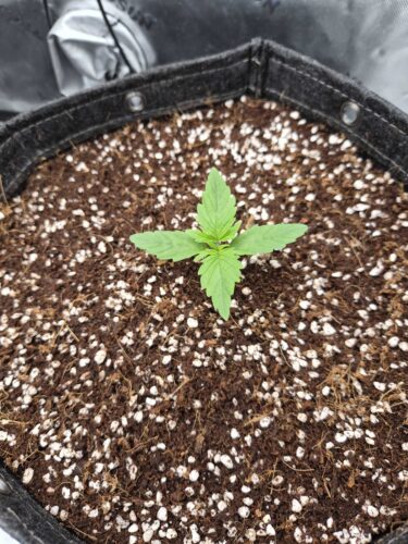 Jealousy Cannabis Seeds photo review