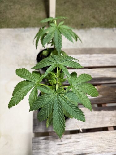 Permanent Marker Cannabis Seeds photo review