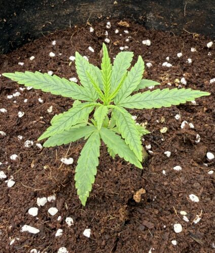 Future #1 Cannabis Seeds Australia photo review