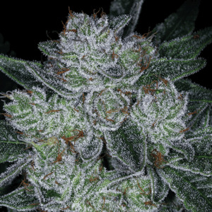 Auto Future #1 cannabis — exceptional trichome density, GG4 × Starfighter F2 autoflower genetics