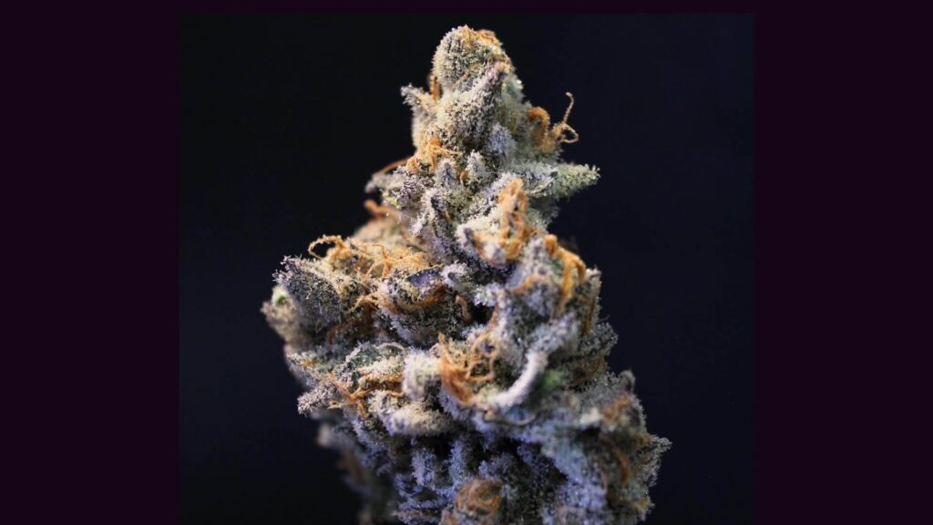 Cap Junky seeds Australia — cured bud with dense trichome coverage and orange pistils