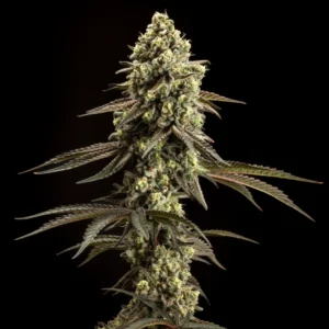 Cap Junky seeds Australia — full plant structure with developing colas and trichome coverage