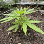 Future #1 Cannabis Seeds Australia photo review