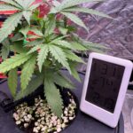 Future #1 Cannabis Seeds Australia photo review
