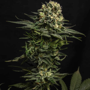 GMO seeds Australia — dense main cola with heavy trichome coverage and dark green foliage