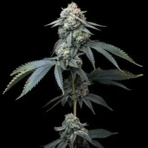 Jealousy cannabis seeds Australia — Gelato #41 × Sherb Bx1 full plant, dense trichome coverage and purple foliage