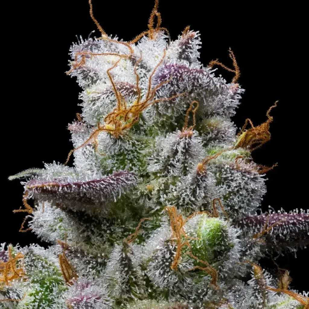 MAC 1 seeds Australia — extreme trichome macro with purple calyx edges and orange pistils