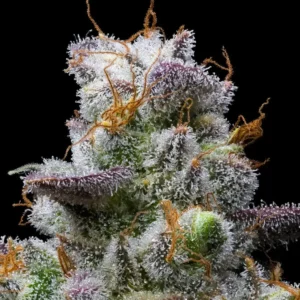 MAC 1 seeds Australia — extreme trichome macro with purple calyx edges and orange pistils