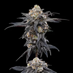 Permanent Marker seeds Australia — Seed Junky Genetics feminised, dark foliage and resin-coated buds
