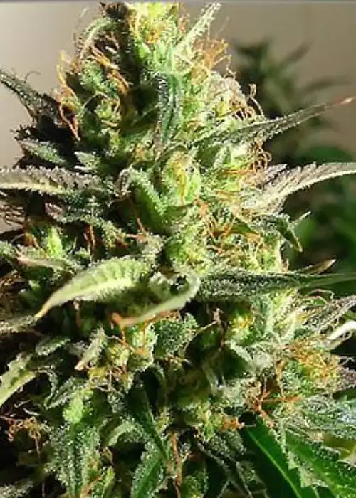 RS11 Auto seeds Australia — full plant structure with orange pistils and developing trichome coverage