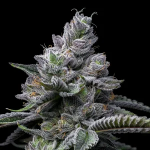RS11 Auto seeds Australia — extreme trichome macro showing dense resin coverage and developing calyxes