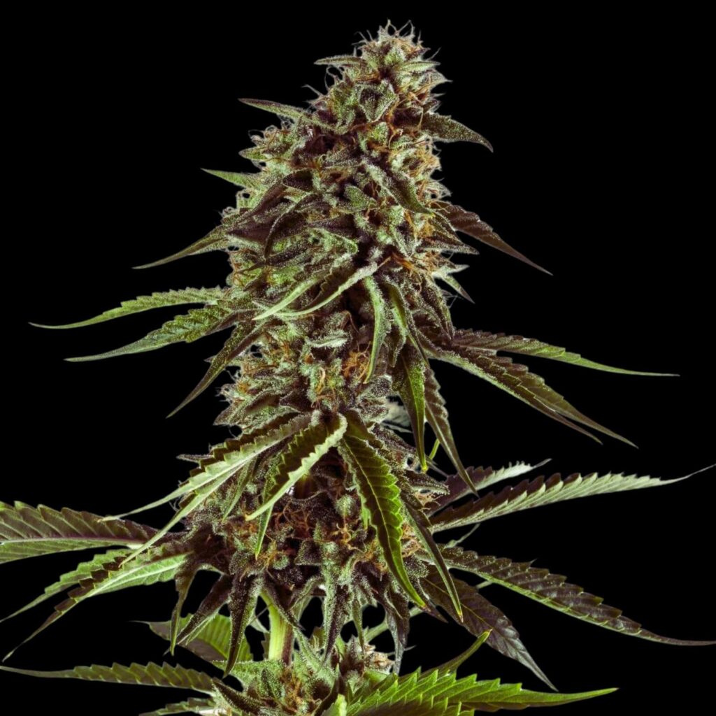 RS11 Rainbow Sherbet #11 — dark purple bud expression with orange pistils