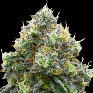 RS11 Rainbow Sherbet #11 — extreme trichome coverage macro, orange pistils and purple calyx detail