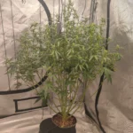 Auto Future #1 Cannabis Seeds photo review