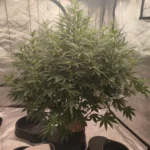 Auto Future #1 Cannabis Seeds photo review