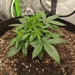 Auto Future #1 Cannabis Seeds photo review