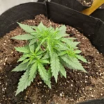 Auto Future #1 Cannabis Seeds photo review