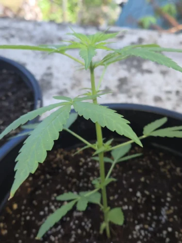 Auto Future #1 Cannabis Seeds photo review