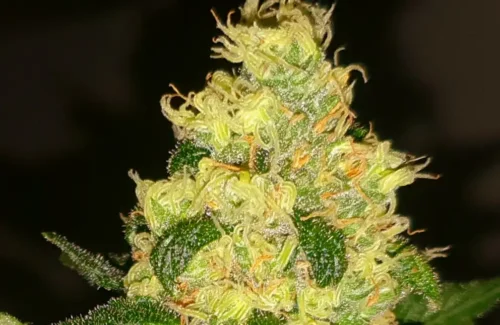 Permanent Marker Cannabis Seeds photo review