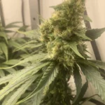 Permanent Marker Cannabis Seeds photo review