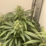 Permanent Marker Cannabis Seeds photo review