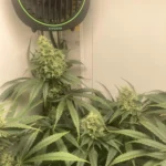 Permanent Marker Cannabis Seeds photo review