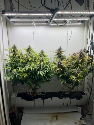 Auto Permanent Marker Cannabis Seeds photo review
